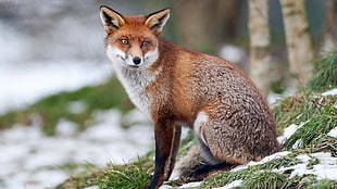 shallow focus photography of brown fox